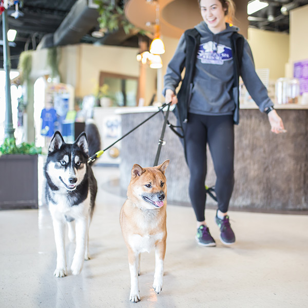 Two dogs on a leash