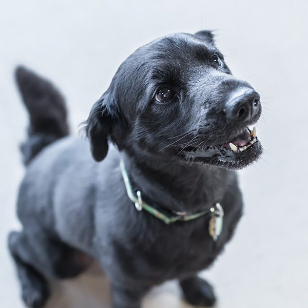 image-petboarding3
