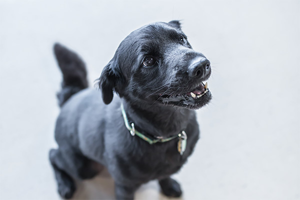 image-petboarding4 Black dog sitting