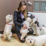 Four dogs with their caretaker