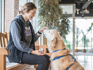 service-dogboarding Golden retriever with trainer