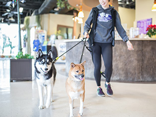 service-dogdaycare Two dogs on a leash at Sydney's Pet Resort