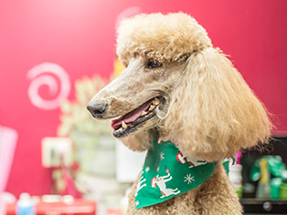service-doggrooming Standard Poodle groomed