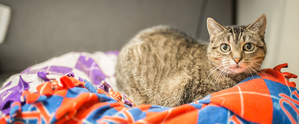 Small cat on a bed