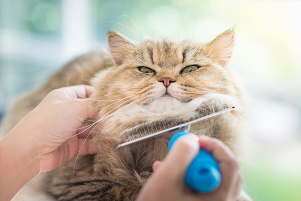 image-catgrooming Cat being groomed