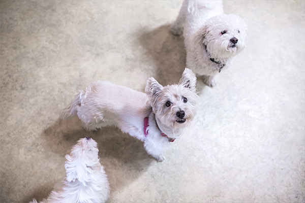 image-dogdaycare Two small white dogs