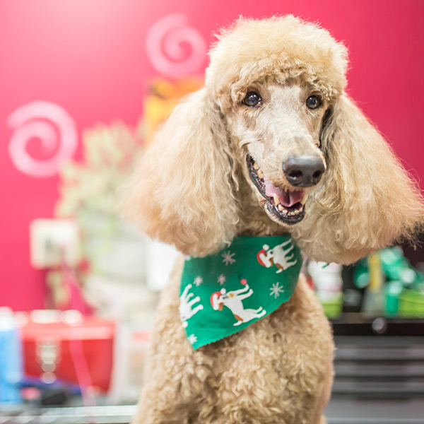 Standard Poodle being groomed