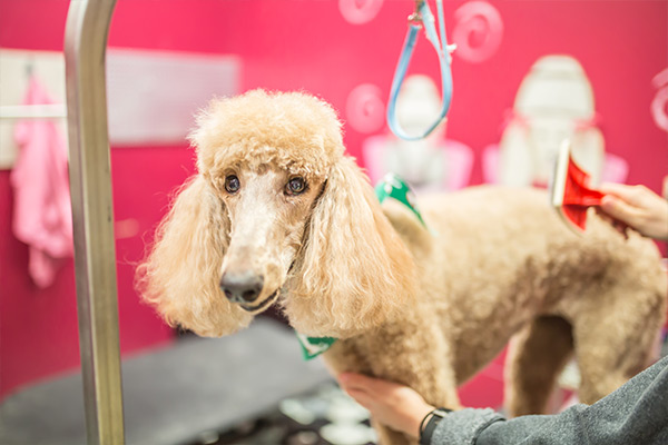 Standard poodle being groomed