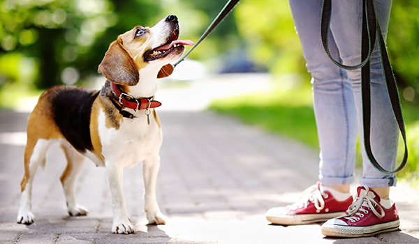 image-dogtraining Beagle being trained on leash