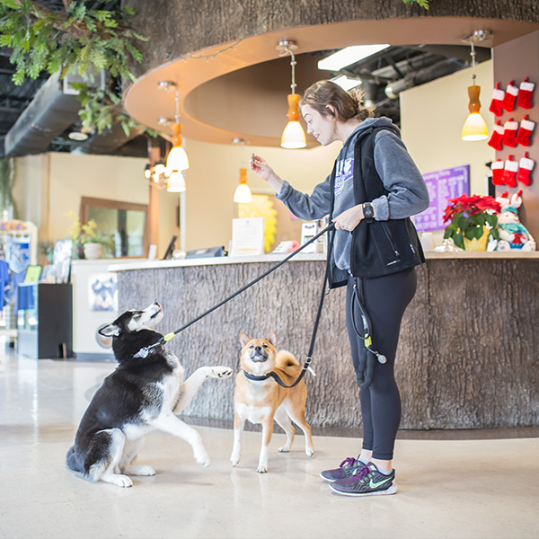 Two dogs being trained on leash