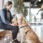 Dog sitting with trainer