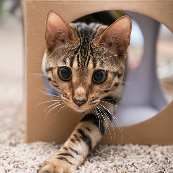 Cat crawling out of a box