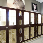 Sydney's Wichita cattery