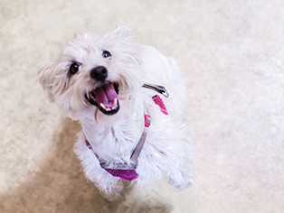 service-petboarding Small white dog sitting