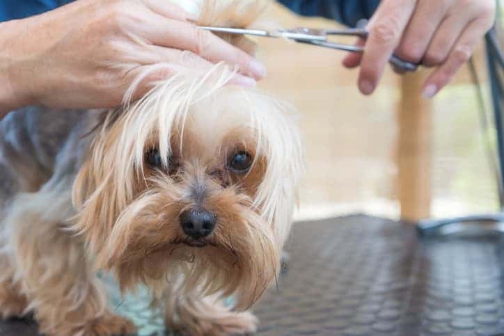 yorkie getting a haircut