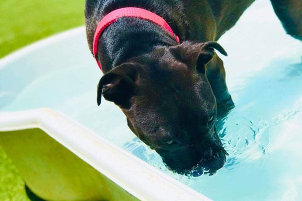 Dog in the pool