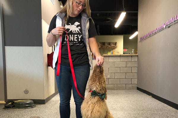 Trainer training a dog