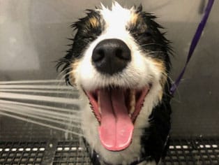 Dog getting a bath