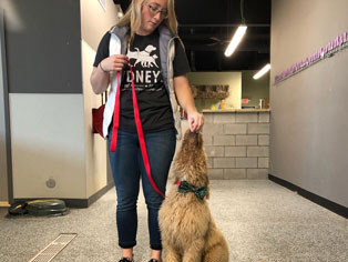 Trainer training a dog