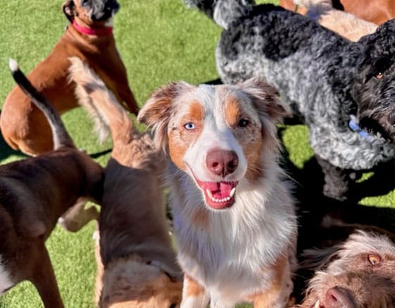 group of dogs in daycare