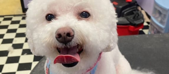 dog being groomed