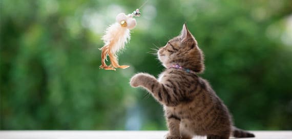 Kitten playing with a feather toy