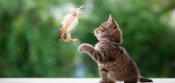 cat-boarding-image-1a Kitten playing with a feather toy