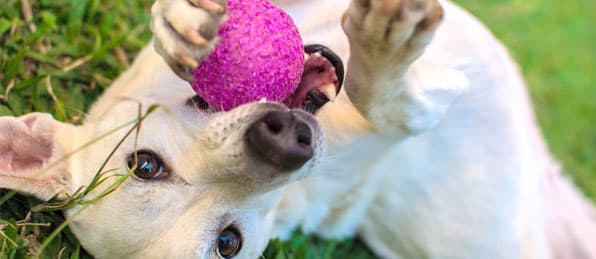 Dog playing with a ball